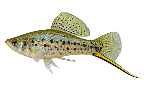 Left-facing spotted adult male Xiphophorus nezahualcoyotl AI illustration, deep body, prominent dorsal and yellow-black sword.