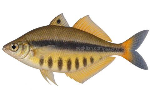 AI illustration of adult male Chilatherina fasciata, left side, Lake Wanam male, resting coloration