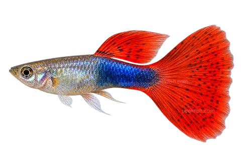 Guppy — domestic red delta-tail; not wild-type or all-sex representative; AI-generated side-view illustration