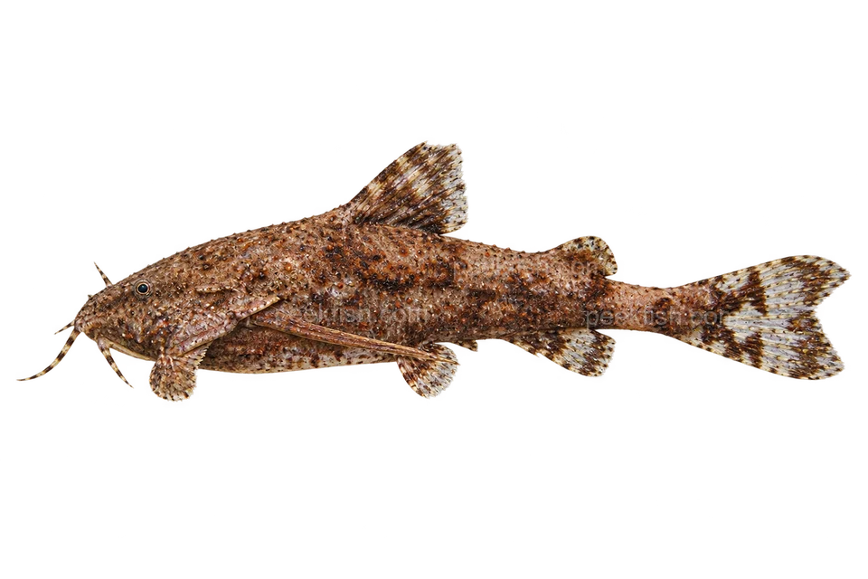 Dwarf anchor catfish (Erethistes jerdoni), AI side-view illustration, sex unspecified, adult natural form, left-facing
