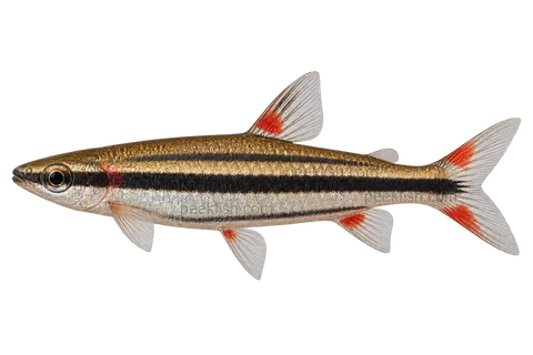 Nannostomus erythrurus,AI生成侧面示意插画