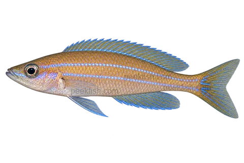 Paracyprichromis nigripinnis 成体朝左透明侧面示意图