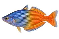 Melanotaenia boesemani — adult male AI side-view illustration