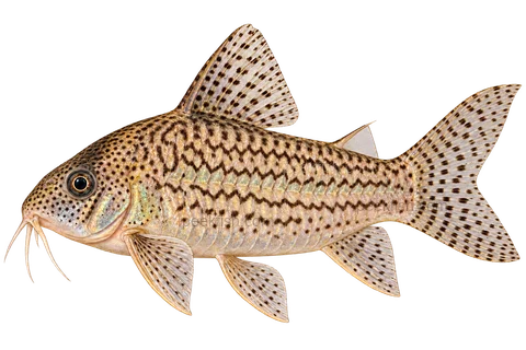AI illustration of Brochis sodalis, complete left-facing side view