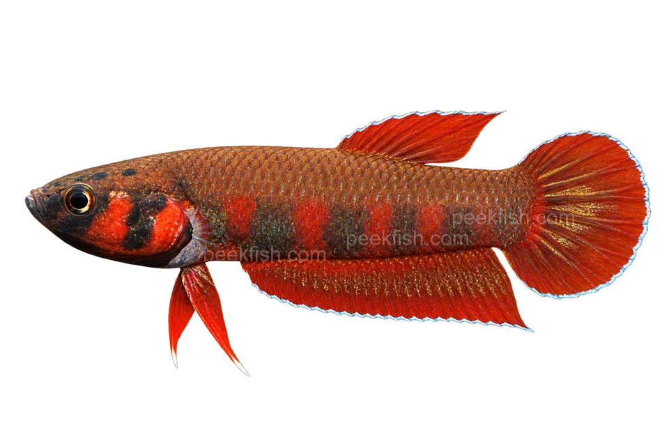 AI illustration of Betta rubra, complete left-facing side view