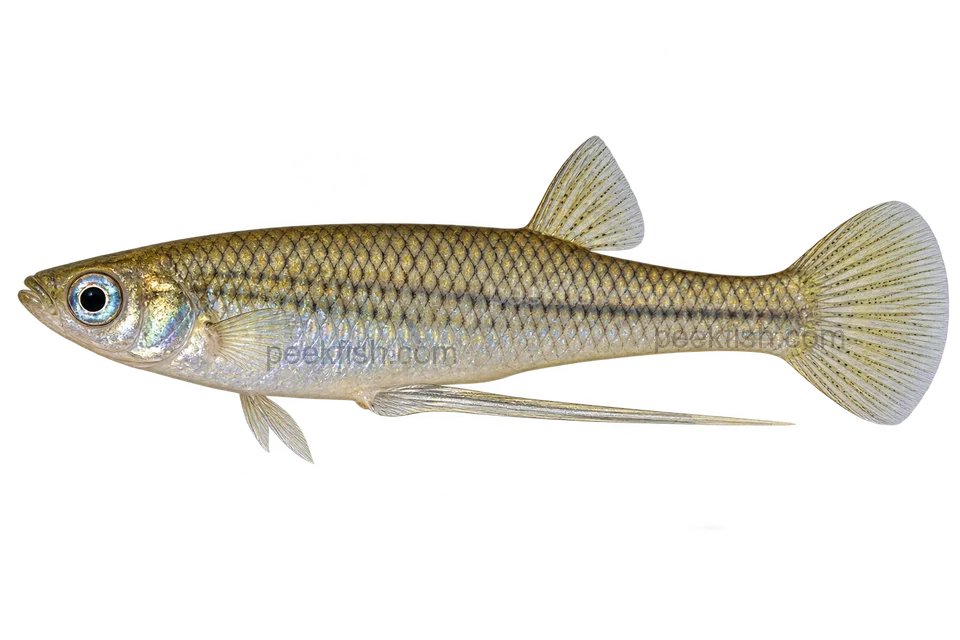 Girardinus falcatus,自然外观成年雄鱼;不指称特定产地纯系;AI侧身示意图
