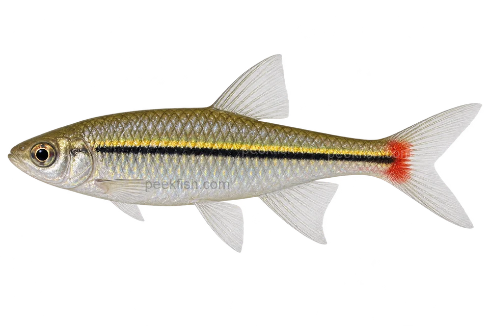 Blackline rasbora — left-facing AI-generated natural-coloured adult male, not a photograph