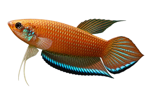 Betta enisae完整左向侧面AI示意图