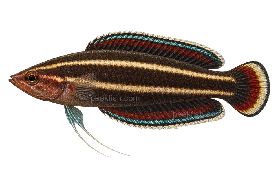 AI illustration of Parosphromenus rubrimontis, complete left-facing side view