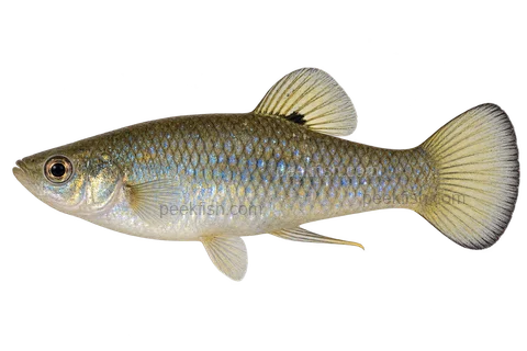 Limia perugiae — natural-type adult male, left-facing AI illustration