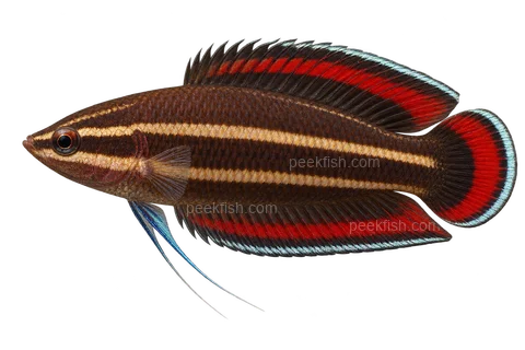 AI illustration of Parosphromenus tweediei, complete left-facing side view