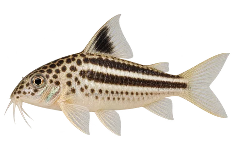 AI illustration of Gastrodermus napoensis, complete left-facing side view