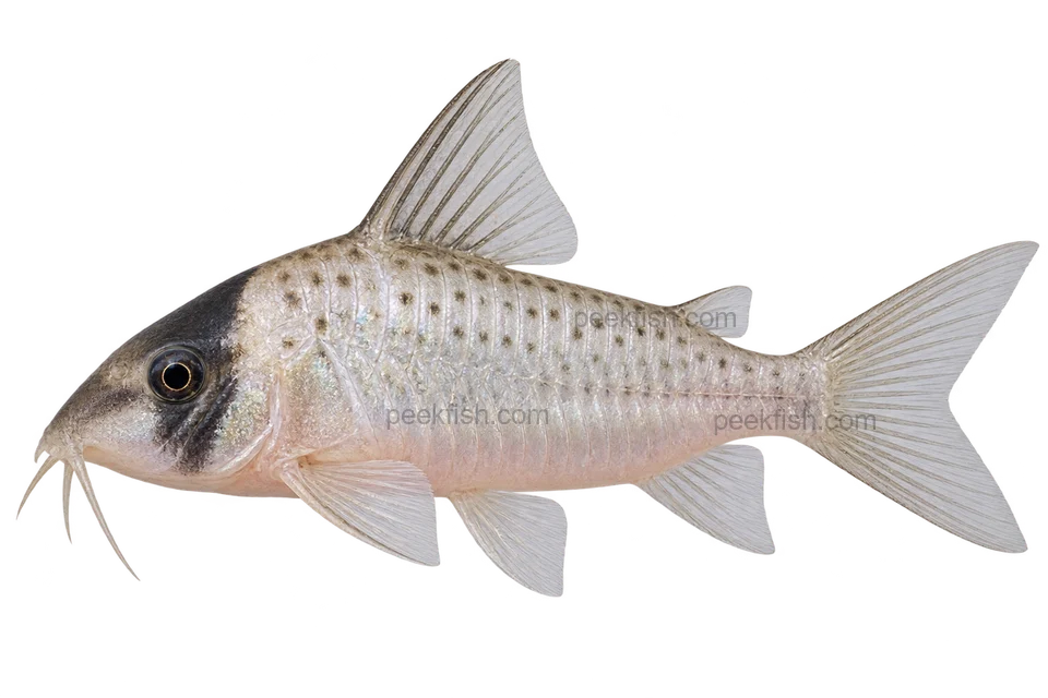 AI illustration of Brochis sychri, complete left-facing side view