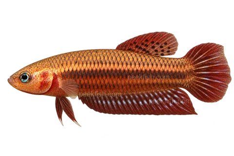 AI illustration of Betta livida, complete left-facing side view
