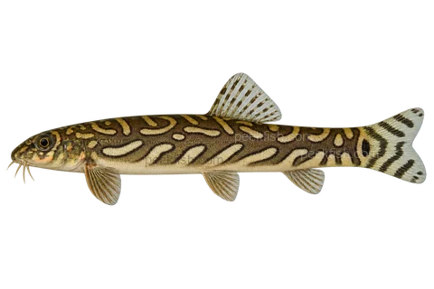 AI illustration of adult Mesonoemacheilus triangularis, complete left-facing lateral view
