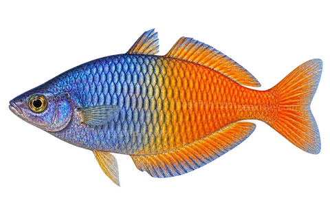 Melanotaenia boesemani — adult male AI side-view illustration