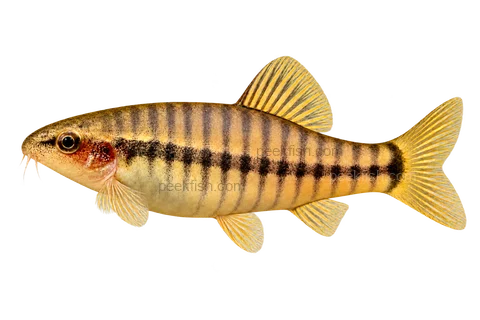 Full left-facing side-view AI illustration of Micronemacheilus cruciatus