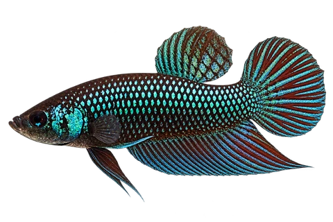 Betta smaragdina完整左向侧面AI示意图