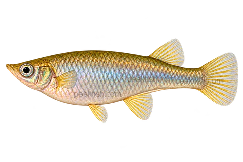 Left-facing female Alfaro cultratus AI illustration with silver-gold body, rear dorsal and ventral keel.