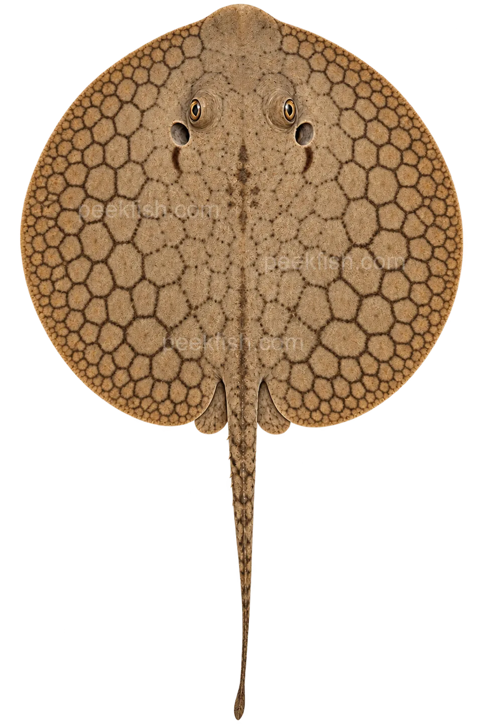 Potamotrygon orbignyi — dorsal top-down AI illustration, head up, complete disc and tail down; not a photograph