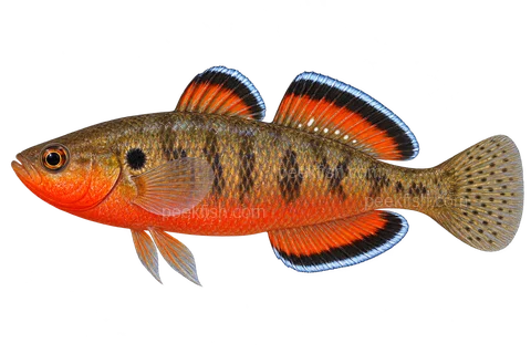 Empire gudgeon adult male in left-facing side view; AI-generated illustration