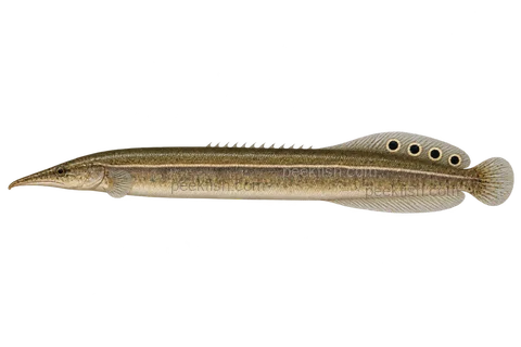 Peacock spiny eel, adult natural-colour left-facing AI illustration