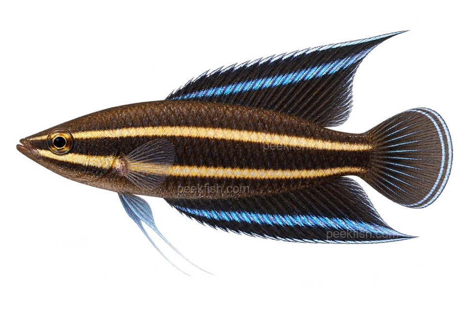 AI illustration of Parosphromenus gunawani, complete left-facing side view