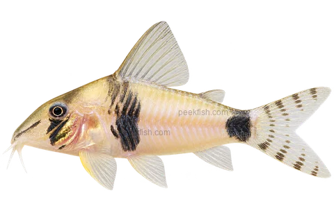 Corydoras desana left-facing AI illustration