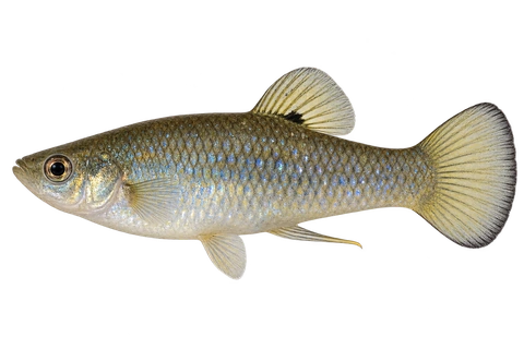 Limia perugiae,自然外观成年雄鱼,左向AI示意插画