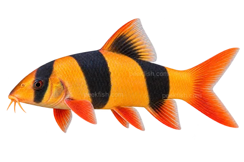 AI illustration of a left-facing clown loach with an orange body, three broad black bands and visible mouth barbels