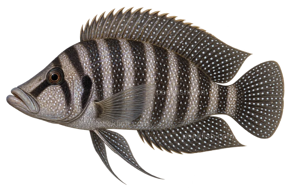 Altolamprologus calvus完整左向侧面AI示意图