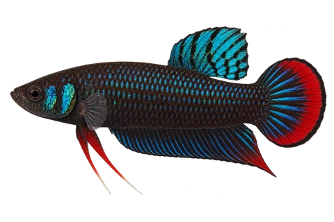 Betta imbellis完整左向侧面AI示意图