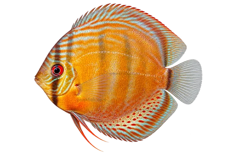 Symphysodon tarzoo 自然型代表外观,朝左透明侧面AI示意图,非实拍;参考Tefé种源近成熟个体。