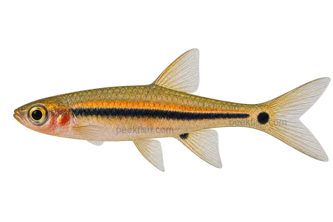 Exclamation-point rasbora — left-facing AI-generated natural-coloured adult male, not a photograph
