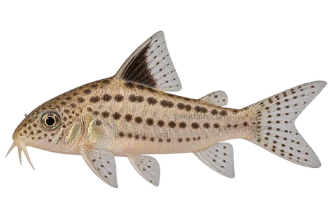 AI illustration of Gastrodermus pauciradiatus, complete left-facing side view
