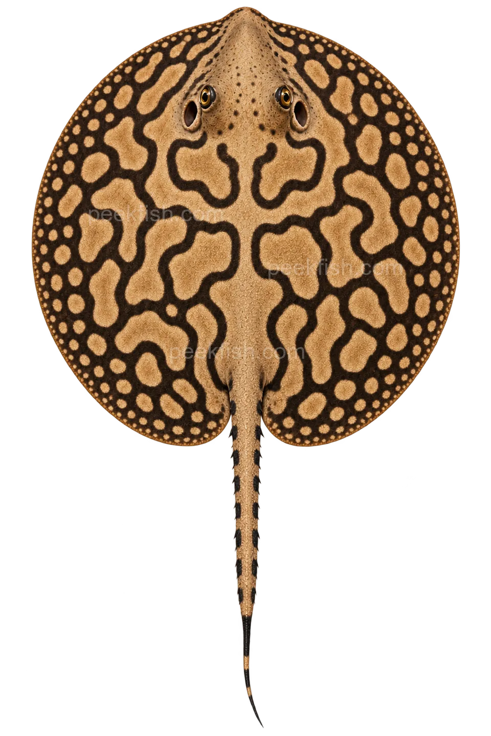 Potamotrygon wallacei — dorsal top-down AI illustration, head up, complete disc and tail down; not a photograph