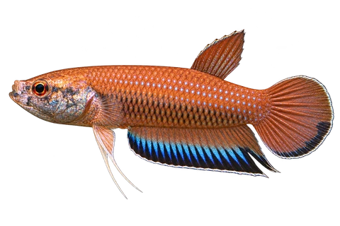 Betta falx完整左向侧面AI示意图