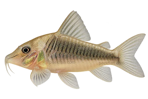 Corydoras treitlii left-facing AI illustration