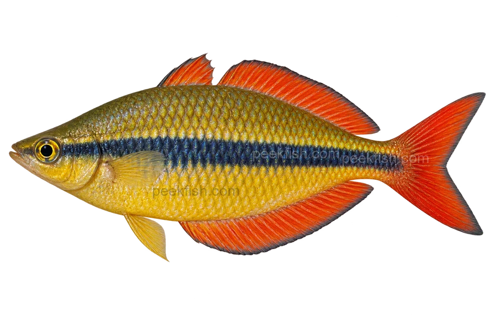 AI illustration of adult male Melanotaenia herbertaxelrodi, left side, natural adult male