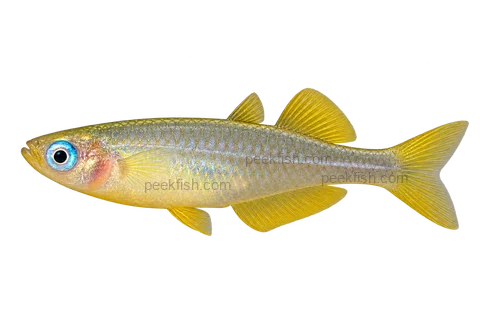 AI illustration of Pseudomugil reticulatus, complete left-facing side view