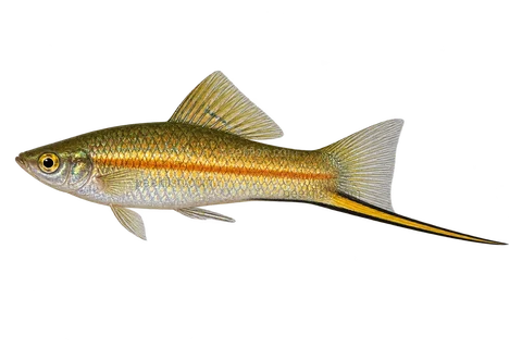 Left-facing adult male Xiphophorus kallmani AI illustration, brassy flanks, fine orange line and black-edged sword.