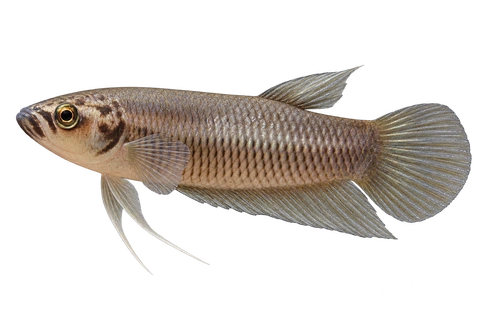 Betta pi完整左向侧面AI示意图
