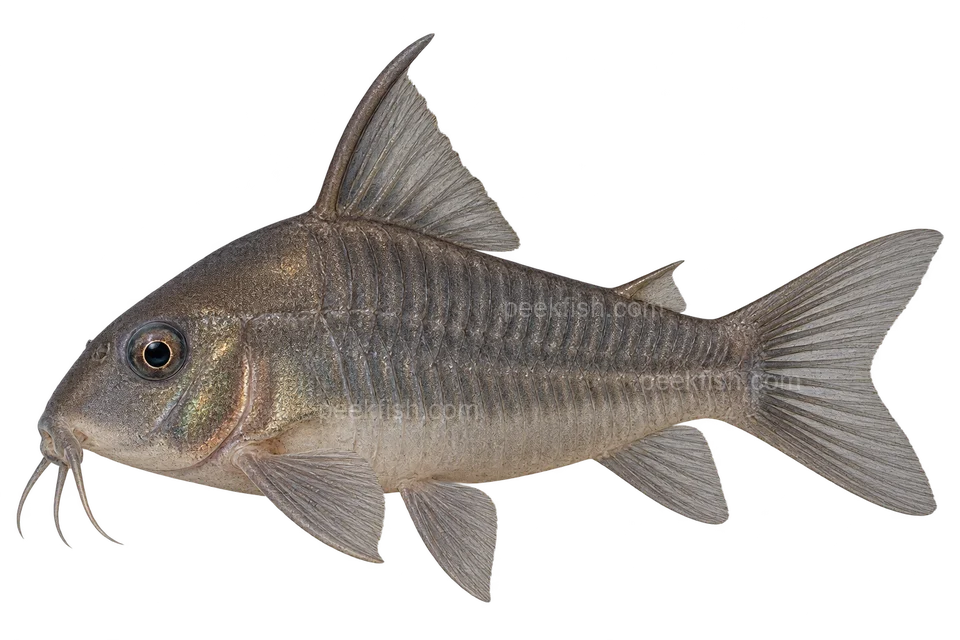 Hoplisoma concolor完整左向侧面AI示意图