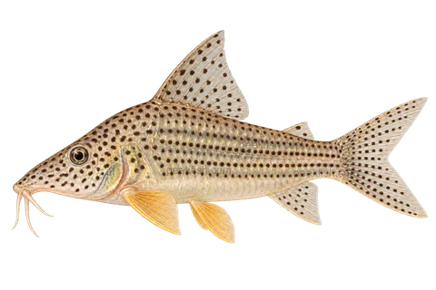 Mosaic Cory — AI educational side-view illustration