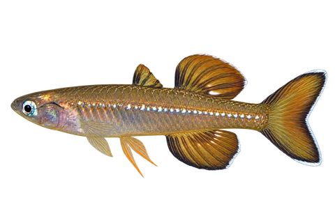 Pseudomugil tenellus 自然型代表外观,朝左透明侧面AI示意图,非实拍。