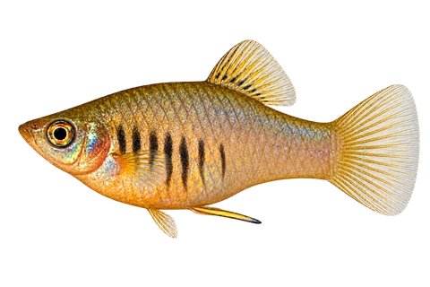 Xiphophorus xiphidium 无尾基斑成年雄鱼左向AI示意图,紧凑体形和前体竖向虎纹。