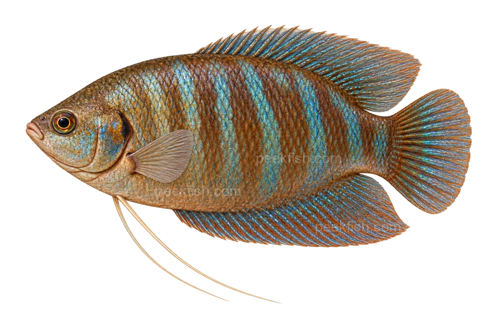 Thick-lipped gourami — Natural-pattern adult, sex unspecified; AI-generated side-view illustration