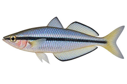 AI illustration of adult male Melanotaenia nigrans, left side, breeding male with yellow caudal