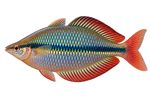 Melanotaenia trifasciata 自然型代表外观,朝左透明侧面AI示意图,非实拍。