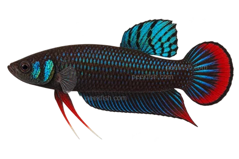 AI illustration of Betta imbellis, complete left-facing side view